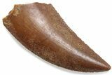 Serrated Raptor Tooth - Real Dinosaur Tooth #376453-1